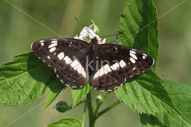 Kleine IJsvogelvlinder (Limenitis camilla)