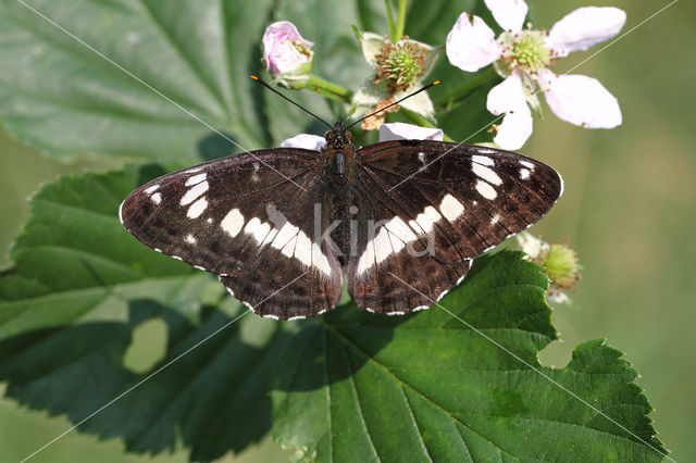 Kleine IJsvogelvlinder (Limenitis camilla)