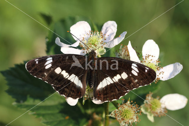 White Admiral (Limenitis camilla)