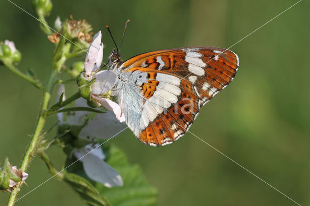 White Admiral (Limenitis camilla)