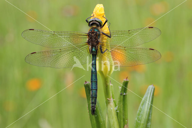 Metaalglanslibel (Somatochlora metallica)