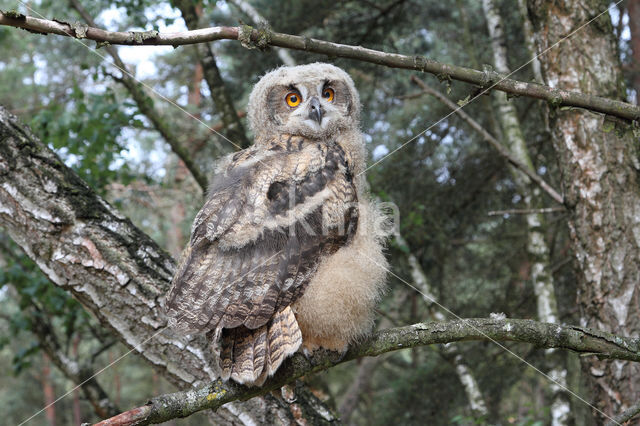 Oehoe (Bubo bubo)