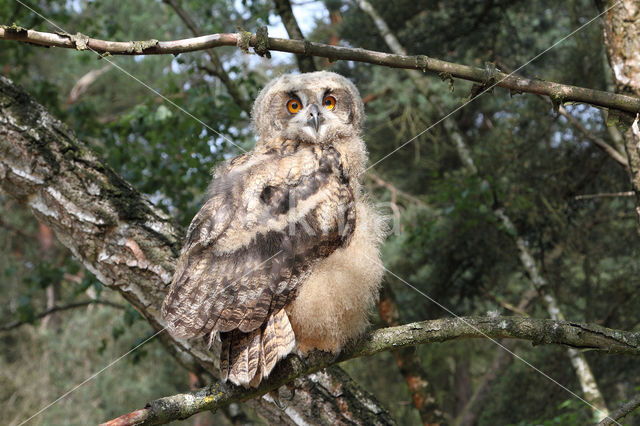 Eurasian Eagle-Owl (Bubo bubo)