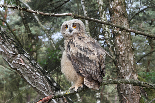 Eurasian Eagle-Owl (Bubo bubo)