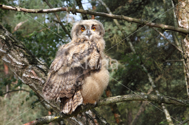 Eurasian Eagle-Owl (Bubo bubo)