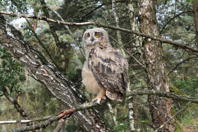 Eurasian Eagle-Owl (Bubo bubo)