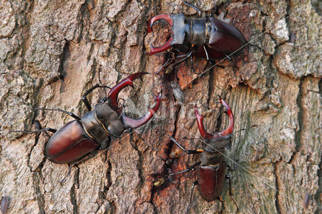 Vliegend hert (Lucanus cervus)