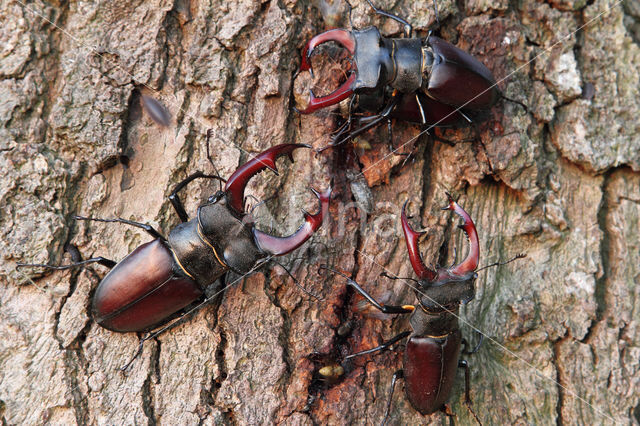 Stag Beetle (Lucanus cervus)