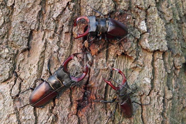 Stag Beetle (Lucanus cervus)