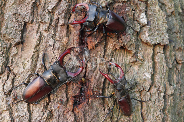 Vliegend hert (Lucanus cervus)