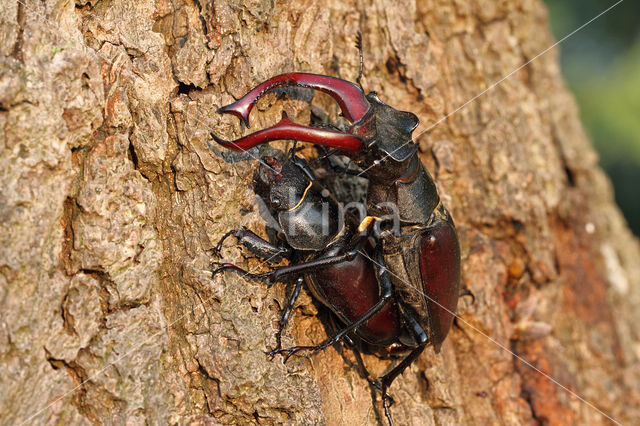 Vliegend hert (Lucanus cervus)