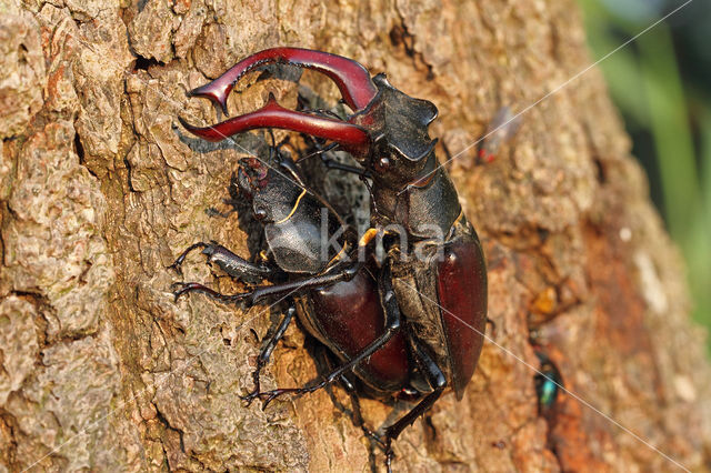 Stag Beetle (Lucanus cervus)