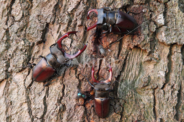 Stag Beetle (Lucanus cervus)