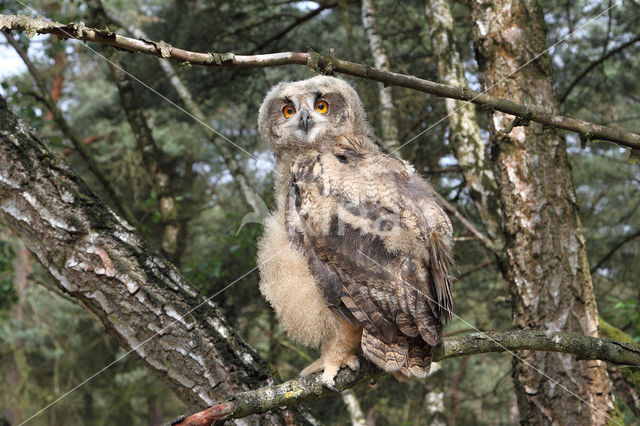 Eurasian Eagle-Owl (Bubo bubo)