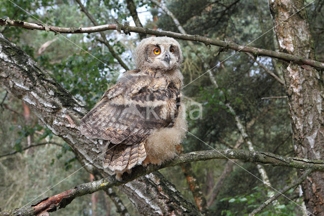 Eurasian Eagle-Owl (Bubo bubo)