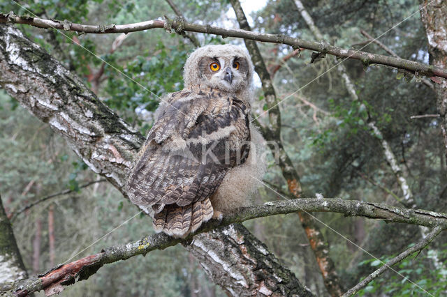 Eurasian Eagle-Owl (Bubo bubo)