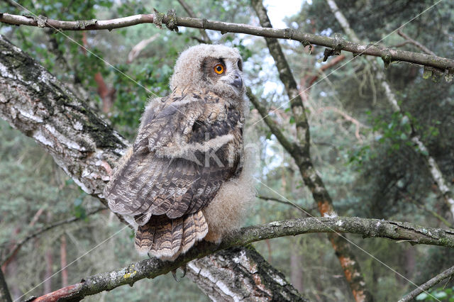 Eurasian Eagle-Owl (Bubo bubo)