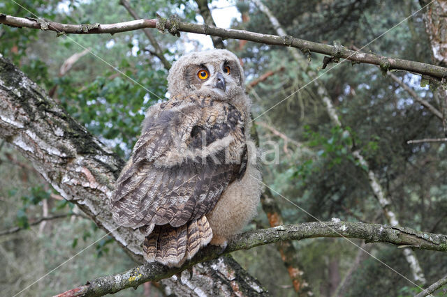 Eurasian Eagle-Owl (Bubo bubo)