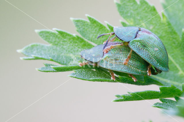 Thistle Tortoise Beetle (Cassida rubiginosa)