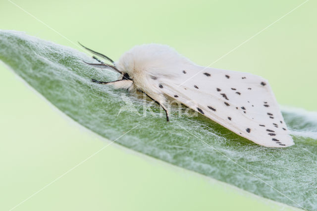 Witte tijger (Spilosoma lubricipeda)