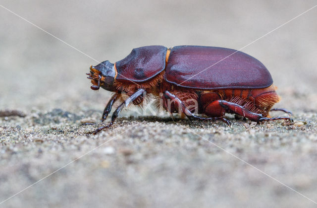 Neushoornkever (Oryctes nasicornis)