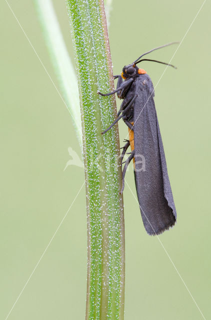 Red-necked Footman (Atolmis rubricollis)