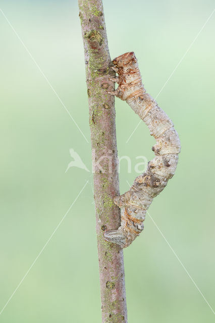 Vroege spanner (Biston strataria)