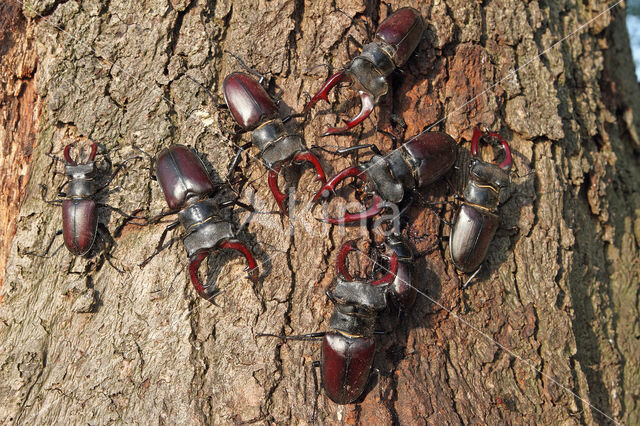 Vliegend hert (Lucanus cervus)