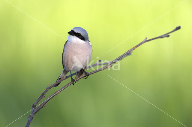 Grauwe Klauwier (Lanius collurio)