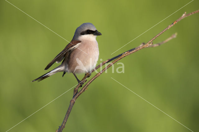 Grauwe Klauwier (Lanius collurio)