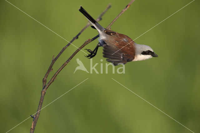 Grauwe Klauwier (Lanius collurio)