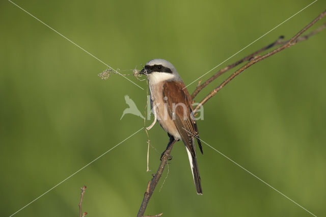 Grauwe Klauwier (Lanius collurio)