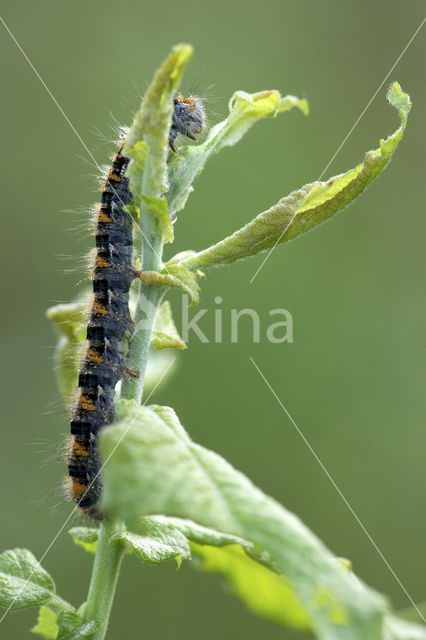 Northern Eggar (Lasiocampa quercus)