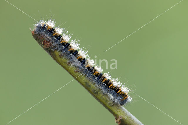 Northern Eggar (Lasiocampa quercus)