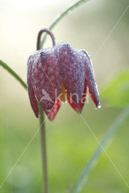 Wilde kievitsbloem (Fritillaria meleagris)