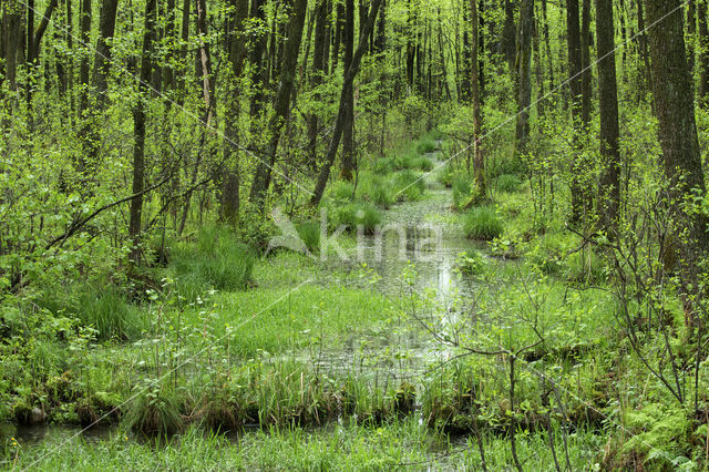 black alder (Alnus glutinosa)