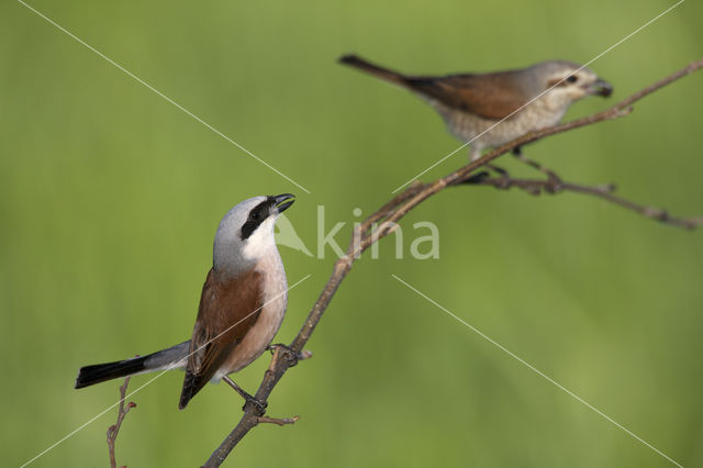 Grauwe Klauwier (Lanius collurio)