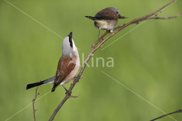 Grauwe Klauwier (Lanius collurio)