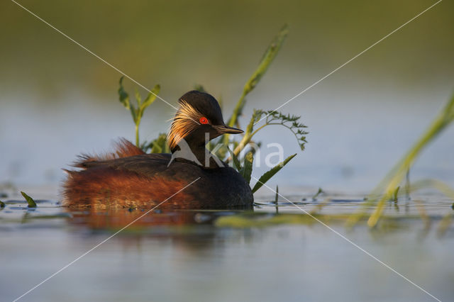 Geoorde Fuut (Podiceps nigricollis)