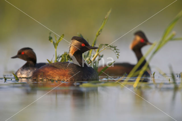 Geoorde Fuut (Podiceps nigricollis)