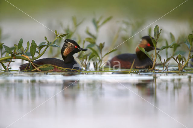 Geoorde Fuut (Podiceps nigricollis)