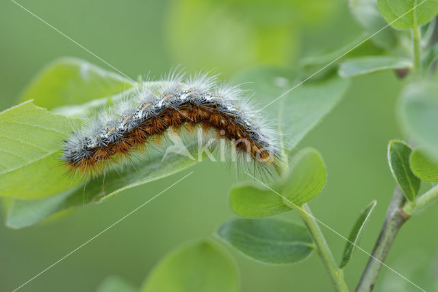 Purperbeer (Rhyparia purpurata)