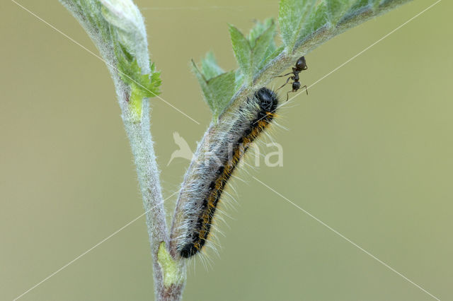 Groot geaderd witje (Aporia crataegi)