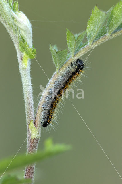 Groot geaderd witje (Aporia crataegi)