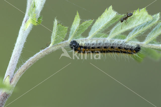 Groot geaderd witje (Aporia crataegi)