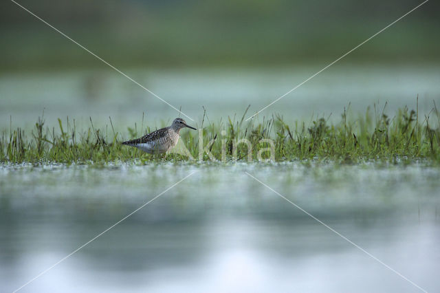 Wood Sandpiper (Tringa glareola)