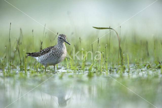 Wood Sandpiper (Tringa glareola)