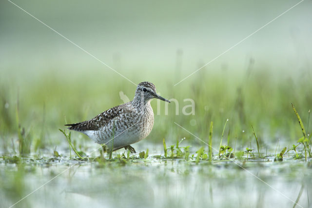 Wood Sandpiper (Tringa glareola)