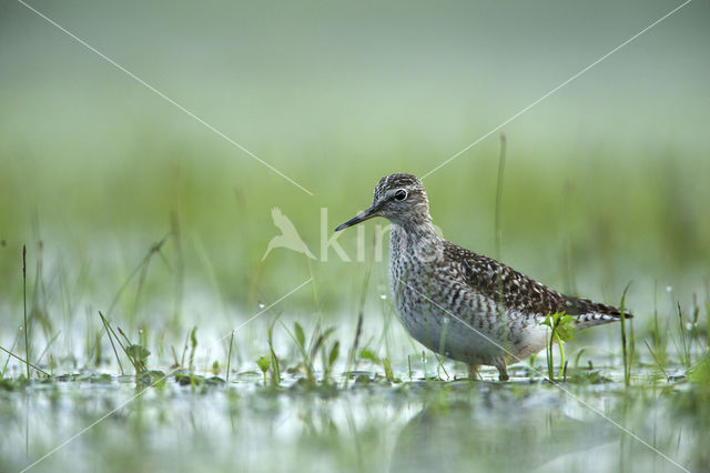 Wood Sandpiper (Tringa glareola)