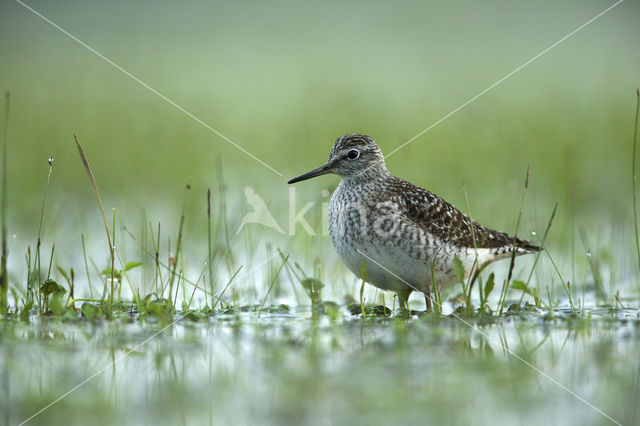 Bosruiter (Tringa glareola)